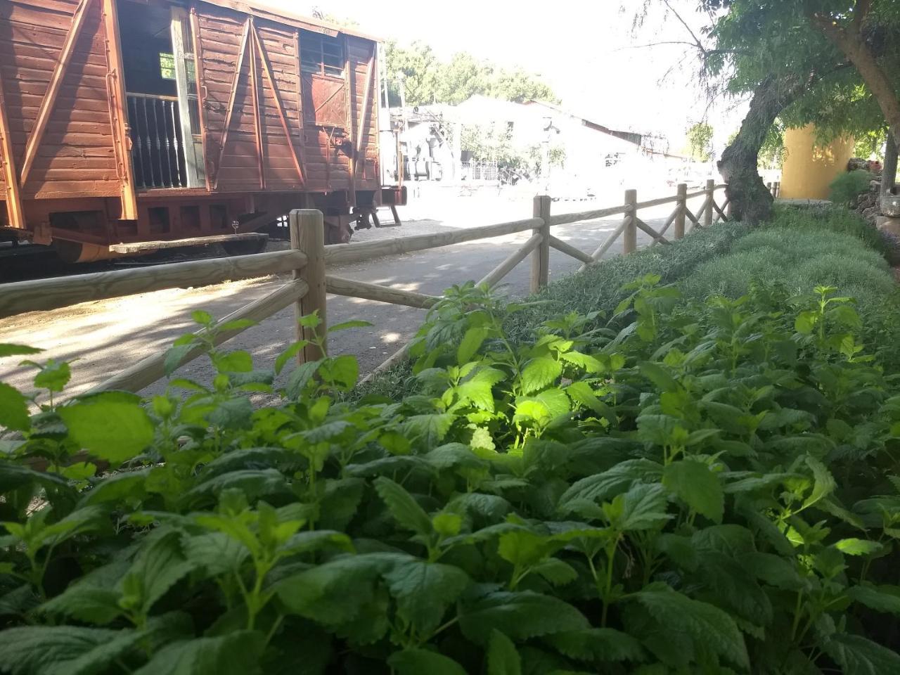 Hostal Nicol'S Hotel Luque Ngoại thất bức ảnh